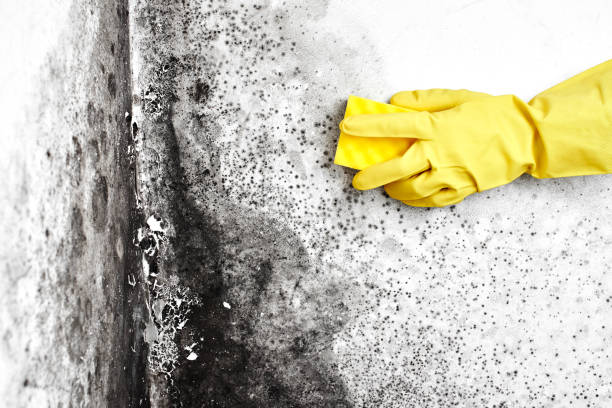 Best Commercial Mold Removal  in Bagdad, FL