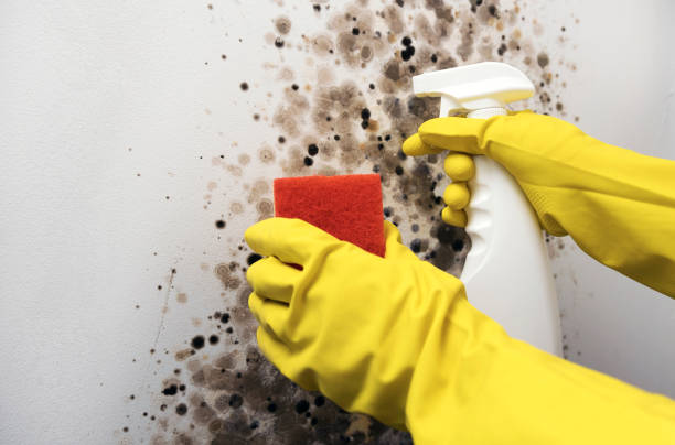 Best Home Mold Removal  in Bagdad, FL