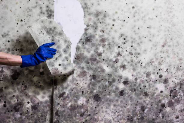 Best Mold Damage Repair  in Bagdad, FL