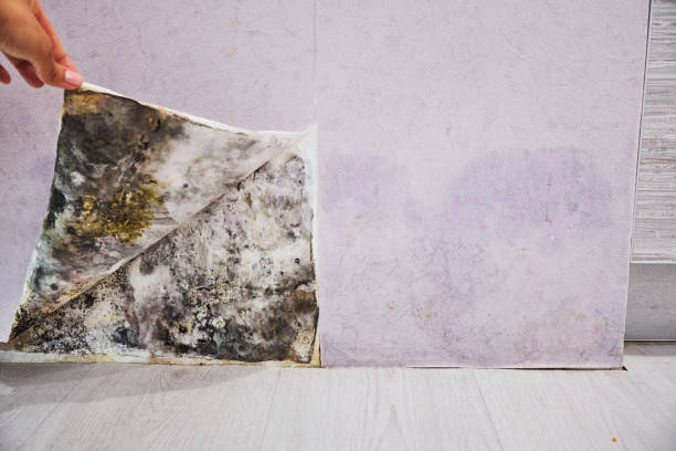 Mold Removal Process in Bagdad, FL